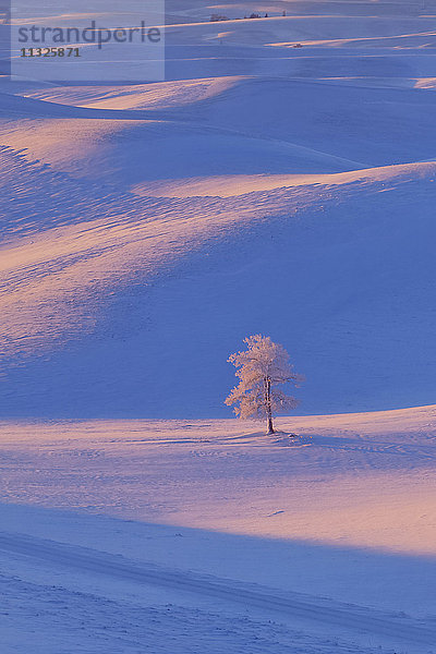 Baum in Palouse  Bundesstaat Washington  im Winter
