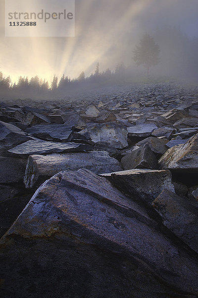 Felsen im Mount Rainier National Park