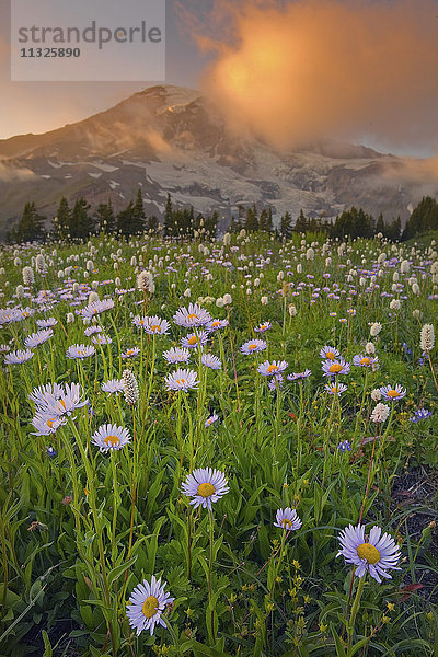 Wildblumen im Mount Rainier National Park