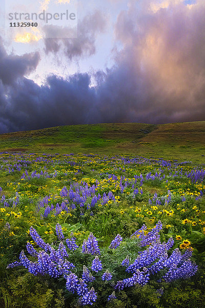 Wildblumen im Bundesstaat Washington