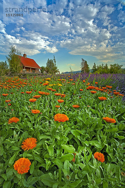 orangefarbene Blumen im Bundesstaat Washington