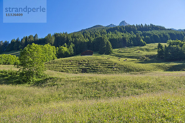 Weide in den Waadtländer Alpen