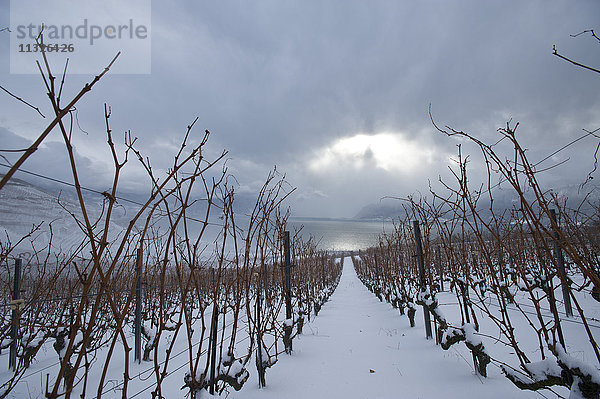 Lavaux  Weinregion im Winter am Genfersee