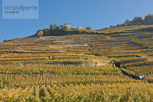 Lavaux  Weinregion am Genfersee im Herbst