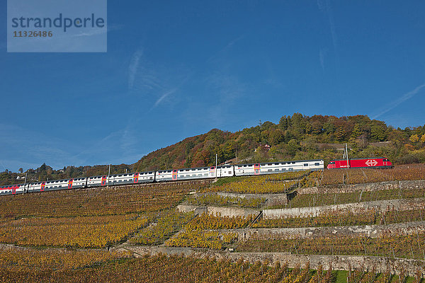 Lavaux  Weinregion und Schweizer Zug im Herbst