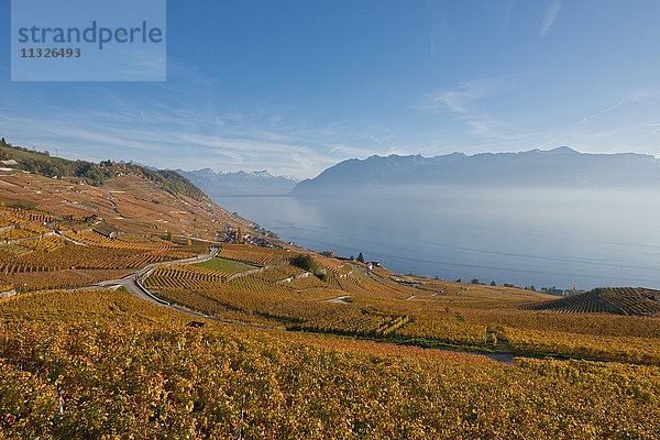 Lavaux  Weinregion am Genfersee im Herbst