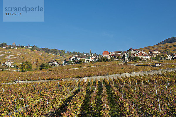 Weinbau in Riex im Kanton Waadt