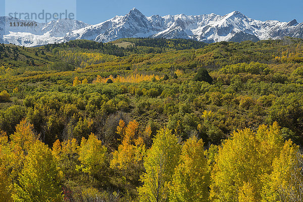 Herbstwald und San-Juan-Gebirge in Colorado