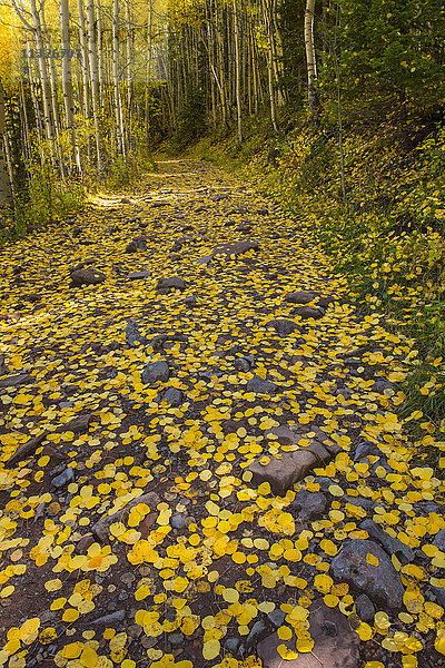 gelbe Blätter im Wald