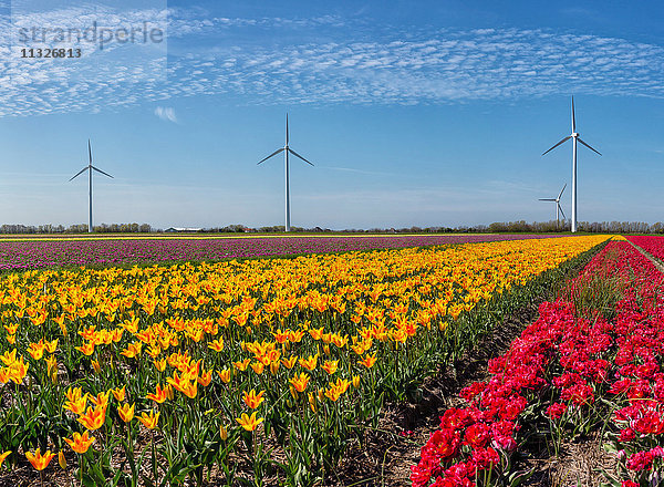 Tulpen und Windräder in den Niederlanden