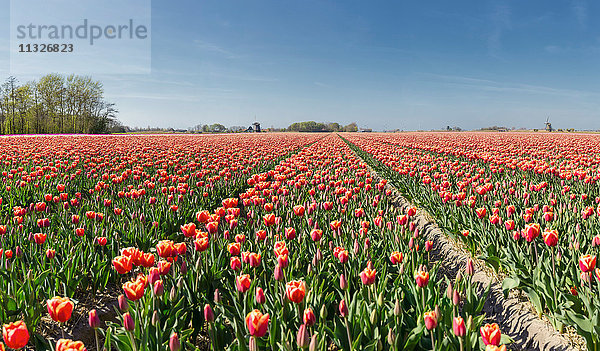 Tulpenfelder in den Niederlanden