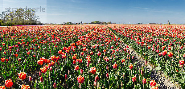 Tulpenfelder in den Niederlanden