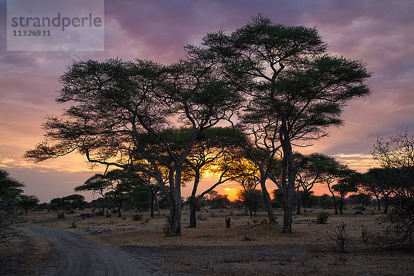 Baum in Sonnenriese in Tansania