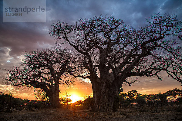 Baobab-Baum  adansonia digitata  in Tansania