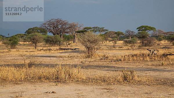 Tarangire-Nationalpark in Tansania