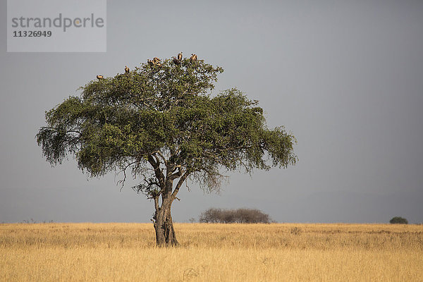 Schirmdorn  Acacia tortilis  in Tansania