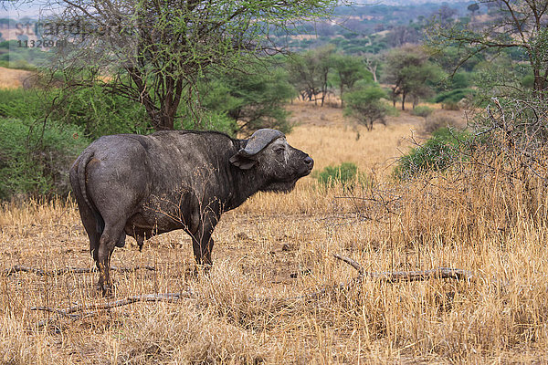 Afrikanischer Büffel in Tansania