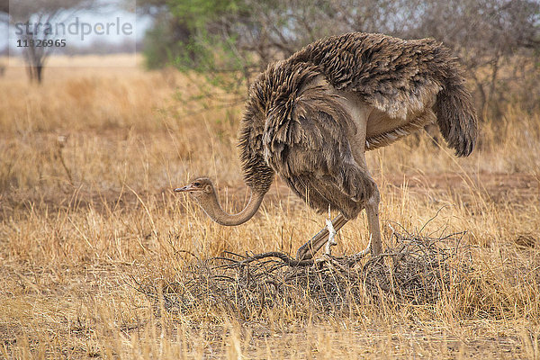 Straußenvogel in Tansania