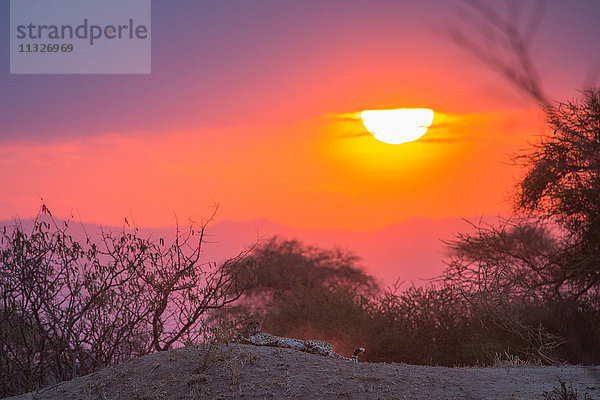 Gepard im Tarangire-Nationalpark bei Sonnenuntergang