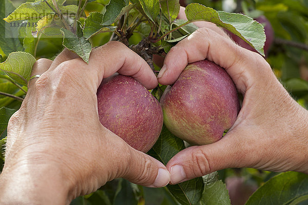 Hände einer älteren Frau  die das Herz um zwei Äpfel an einem Baum formt.