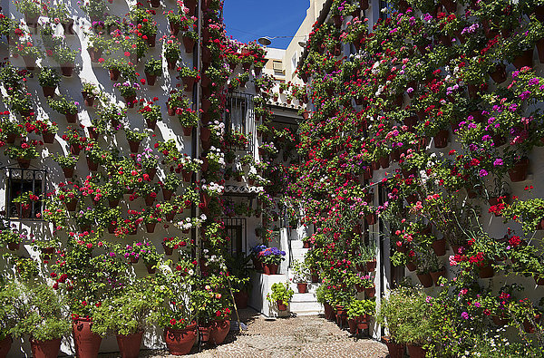 Blumenschmuck in Cordoba  Andalusien