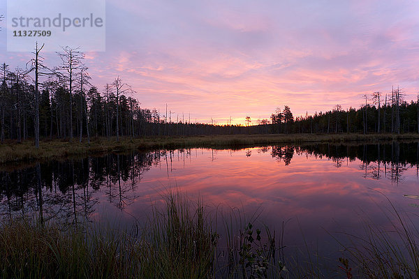 Finnland  Nordkarelien  Kuhmo  See in der Taiga bei Tagesanbruch