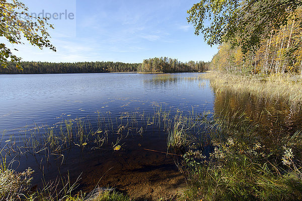 Finnland  Nordkarelien  Kuhmo  See in der Taiga