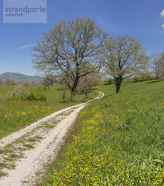 Italien  Europa  Latium  Viterbo  Landschaft  Feld  Wiese  Bäume  Frühling  Berge  Hügel  Blumen  Landschaft  Monte Cimini