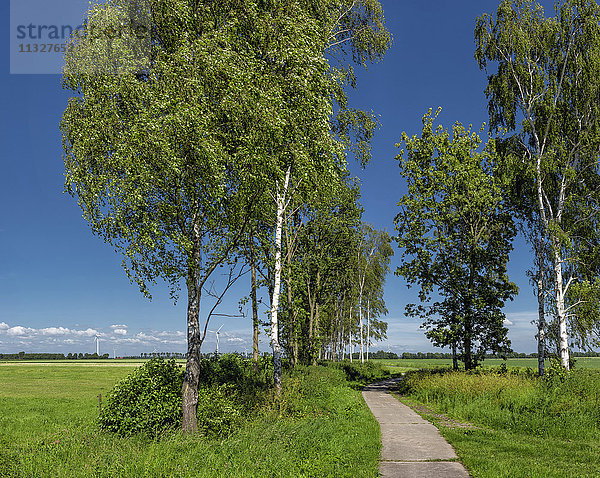 Landschaft bei Swifterband  Flevoland