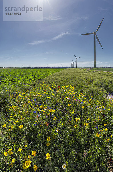 Windkraftanlagen in Swifterband in Flevoland