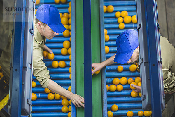 Arbeiter auf Orangenplantagen pflücken Orangen vom Förderband