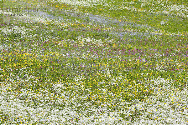 Alpenblumenwiese