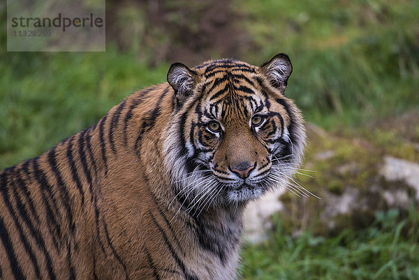 Sumatra-Tiger  Panthera tigris sumatrae