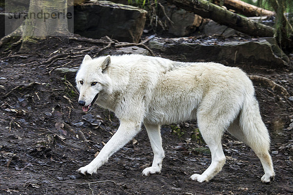 Grauer Wolf  canis lupus