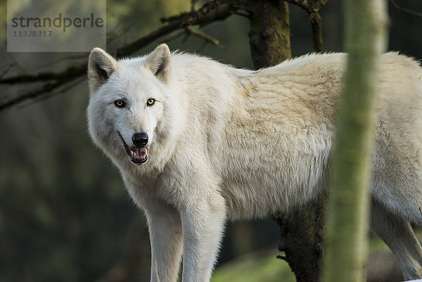 Grauer Wolf  canis lupus