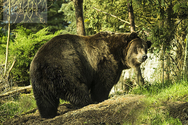 grizzlybär  ursus arctos