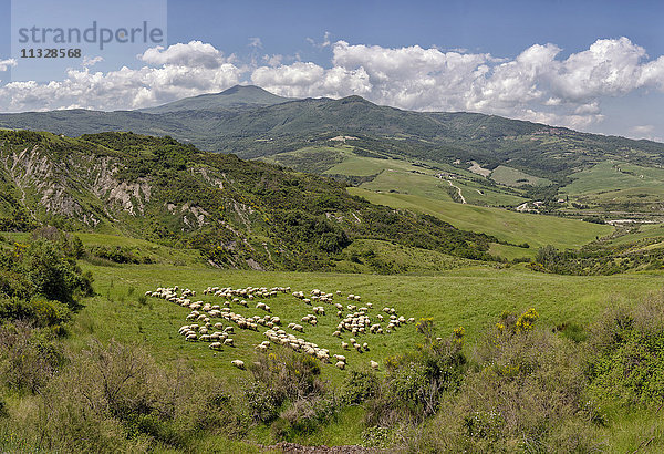 Schafherde auf dem Monte Amiata  Toskana