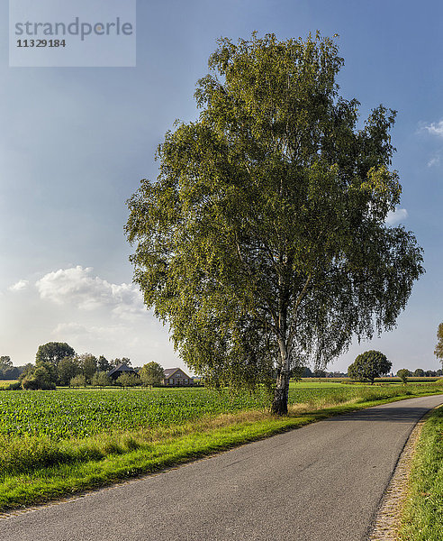 Birken in Gelderland