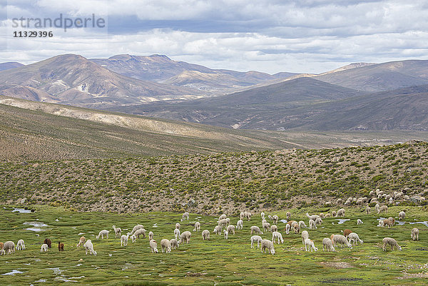 Alpaka-Herde auf dem Altiplano in Peru