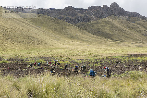 Indigene bei der Kartoffelernte im Altiplano  Peru