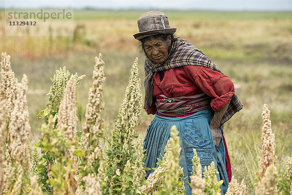 Alte Indiofrau mit Chinapflanzen in Peru