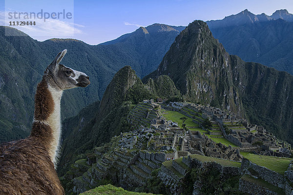Lama in Machu Picchu  Lima