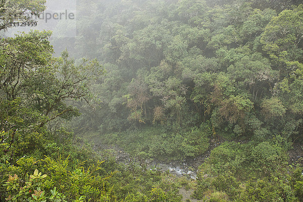Nebelwald im Manu-Nationalpark  Peru