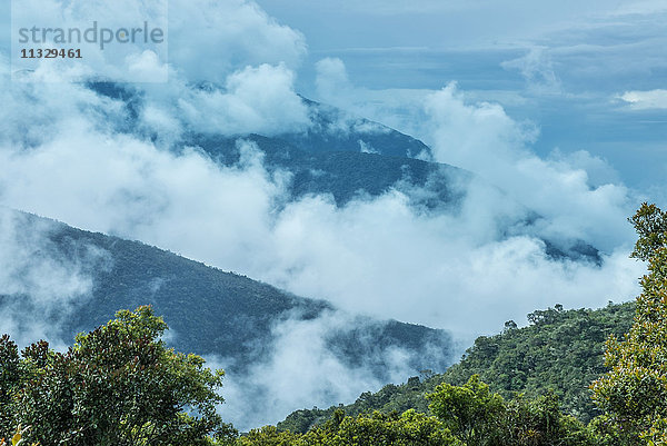 Nebelwald im Manu-Nationalpark  Peru