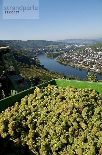 Weinlese in Bernkastel-Kues im rheinland-pfälzischen Moseltal