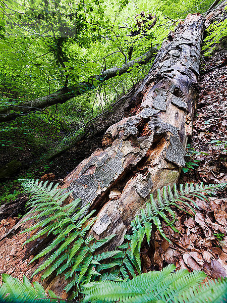 Totholz im Reservat Aebischen im Kanton Bern