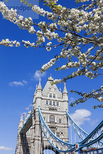 England  London  Tower Bridge und Frühlingsblüte