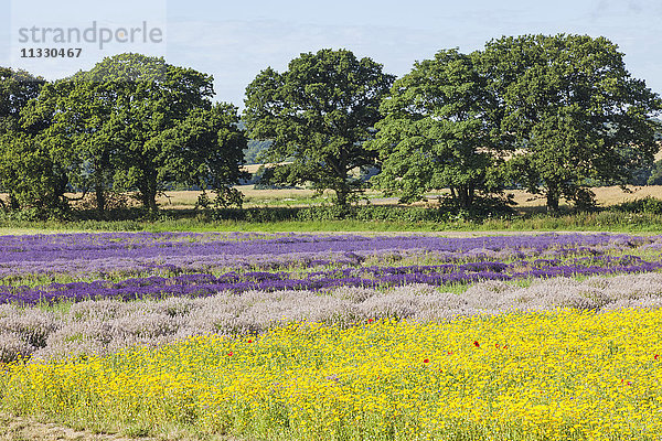 England  Hampshire  Gelbe Blumen und Lavendelfelder