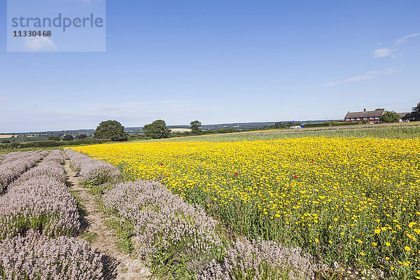 England  Hampshire  Gelbe Blumen und Lavendelfelder