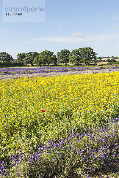 England  Hampshire  Gelbe Blumen und Lavendelfelder